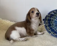 Wallon, a male Miniature Dachshund for sale in Annville, PA – Photo 4 of 4