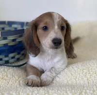 Wallon, a male Miniature Dachshund for sale in Annville, PA – Photo 3 of 4