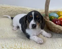 Legend, a male Miniature Dachshund for sale in Annville, PA – Photo 1 of 4