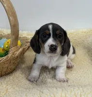 Legend, a male Miniature Dachshund for sale in Annville, PA – Photo 2 of 4