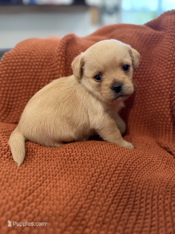 Wally – Pugapoo puppy for sale in Sarcoxie, MO