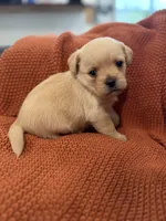 Wally, a male Pugapoo for sale in Sarcoxie, MO – 1 of 3