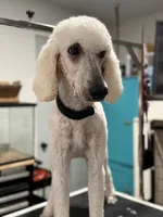 Spice, a female Poodle - Standard  for sale in Sarcoxie, MO – 2 of 3