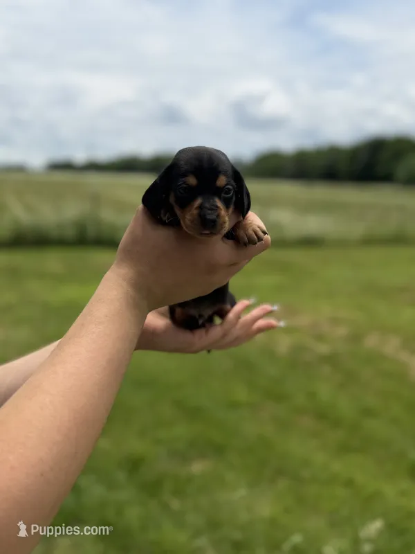 Nevada, a male Miniature Dachshund for sale in Sarcoxie, MO – 1 of 2