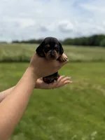 Nevada, a male Miniature Dachshund for sale in Sarcoxie, MO – 1 of 2