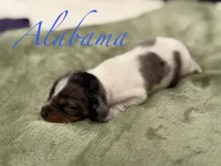 Alabama , a male Miniature Dachshund for sale in Sarcoxie, MO – 1 of 1
