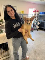 Cherry, a female Pembroke Welsh Corgi for sale in Sarcoxie, MO – 1 of 1