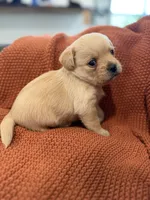 Wally, a male Pugapoo for sale in Sarcoxie, MO – 2 of 3