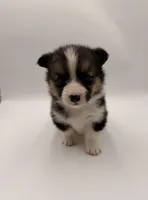 Chick , a female Pembroke Welsh Corgi for sale in Sarcoxie, MO – Photo 2 of 2