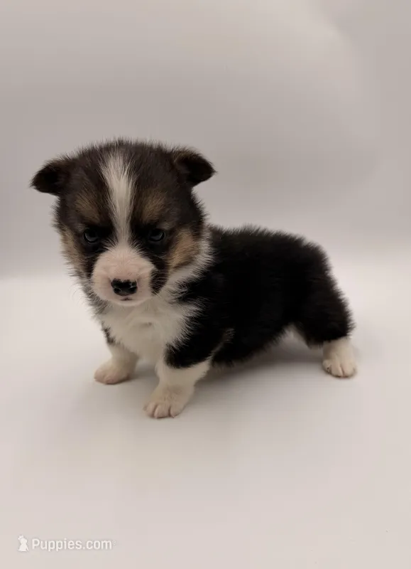 Chick  – Pembroke Welsh Corgi puppy for sale in Sarcoxie, MO