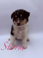 Storm, a female Collie for sale in Sarcoxie, MO – Photo 2 of 3