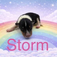 Storm, a female Collie for sale in Sarcoxie, MO – Photo 3 of 3