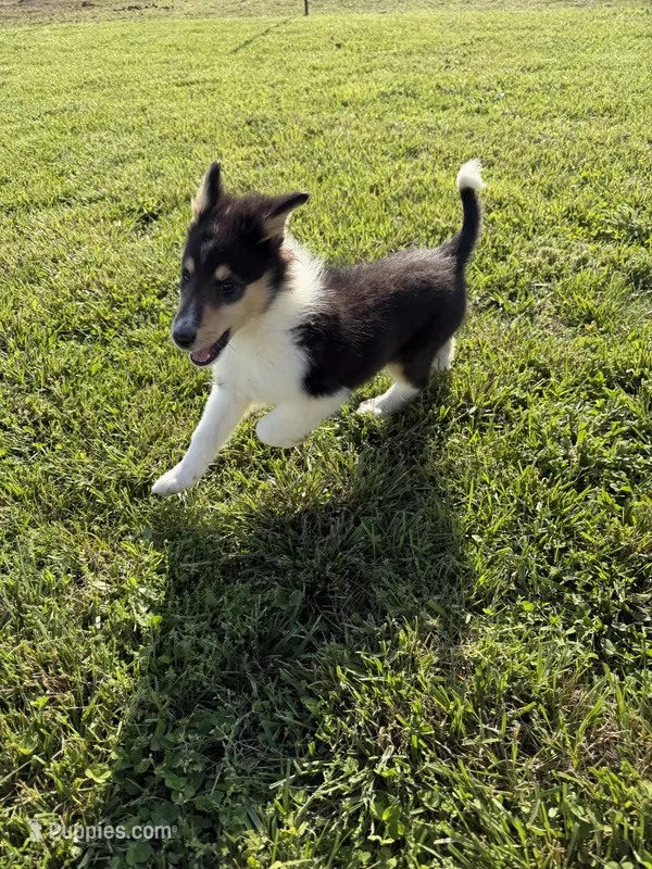 Storm – Collie puppy for sale in Sarcoxie, MO