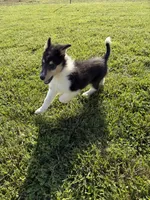 Storm, a female Collie for sale in Sarcoxie, MO – Photo 1 of 3