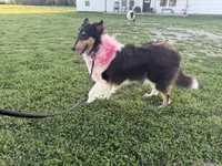 Puddles, a female Collie for sale in Sarcoxie, MO – 3 of 3