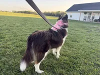 Puddles, a female Collie for sale in Sarcoxie, MO – 2 of 3