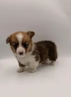 Bunny, a female Pembroke Welsh Corgi for sale in Sarcoxie, MO – Photo 1 of 2