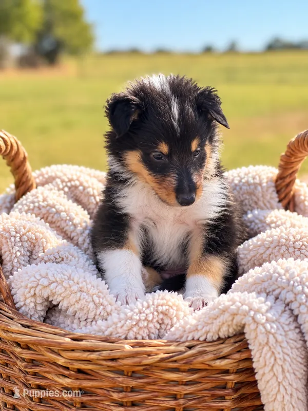 Gunner – Collie puppy for sale in Sarcoxie, MO