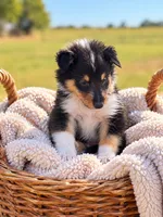 Gunner, a male Collie for sale in Sarcoxie, MO – 1 of 1