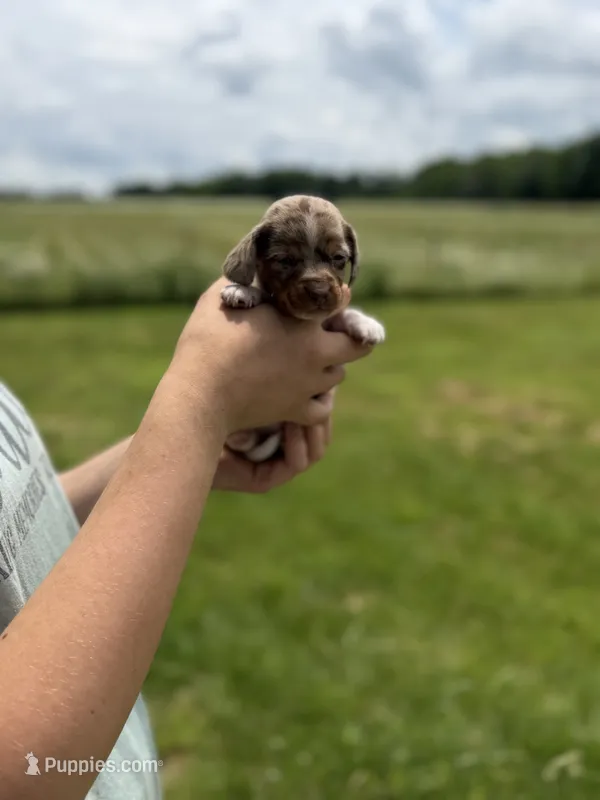 Georgia, a female Miniature Dachshund for sale in Sarcoxie, MO – 1 of 3