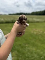 Georgia, a female Miniature Dachshund for sale in Sarcoxie, MO – 1 of 3