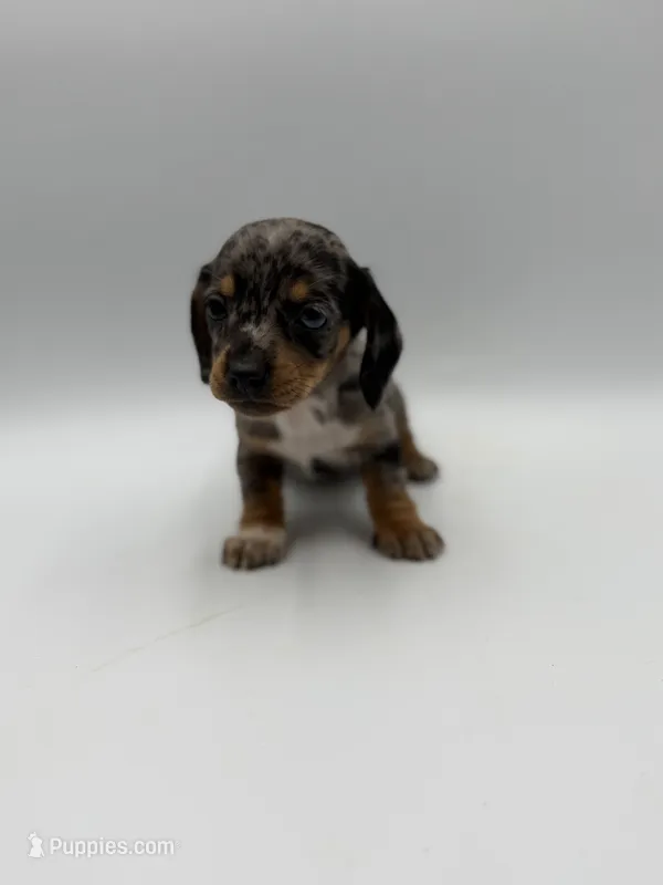 Boston – Miniature Dachshund puppy for sale in Sarcoxie, MO