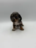 Boston, a female Miniature Dachshund for sale in Sarcoxie, MO – 1 of 4