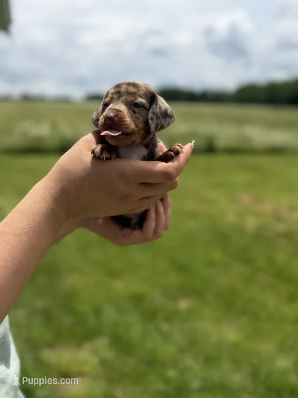 Okie, a male Miniature Dachshund for sale in Sarcoxie, MO – 1 of 3