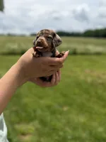 Okie, a male Miniature Dachshund for sale in Sarcoxie, MO – 1 of 3