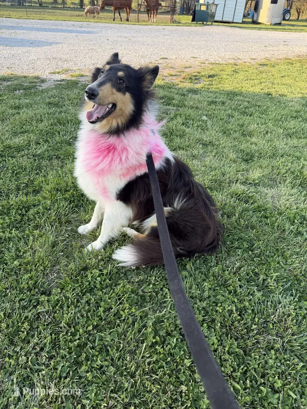 Puddles – Collie puppy for sale in Sarcoxie, MO