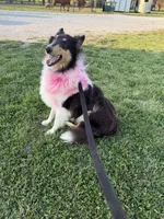 Puddles, a female Collie for sale in Sarcoxie, MO – 1 of 3