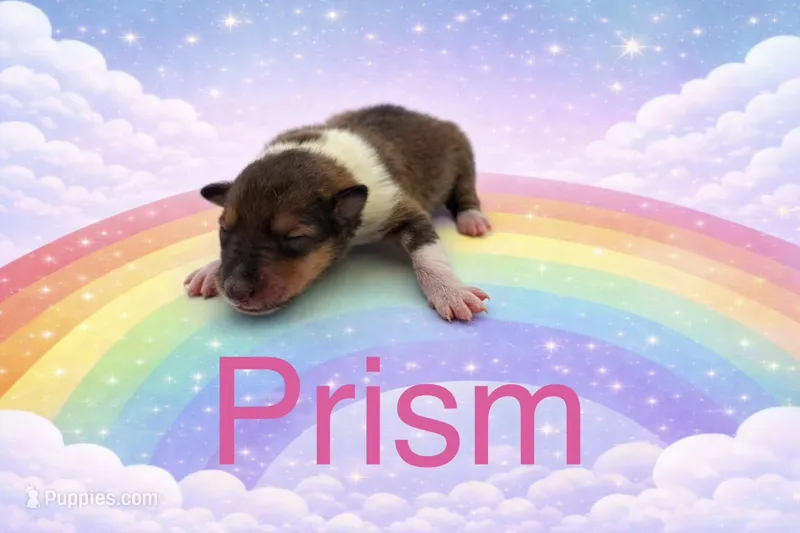 Prism