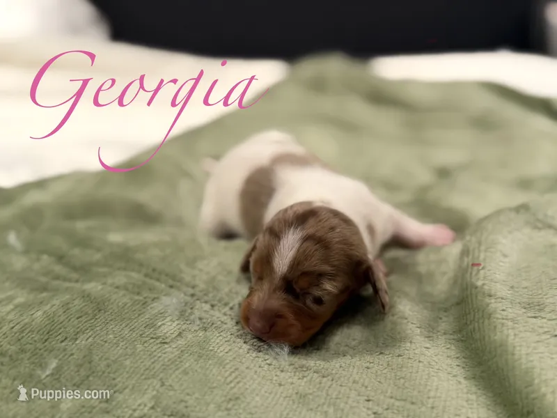 Georgia – Miniature Dachshund puppy for sale in Sarcoxie, MO
