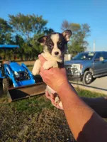 Honeydew, a female Pembroke Welsh Corgi for sale in Sarcoxie, MO – Photo 2 of 3
