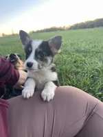 Honeydew, a female Pembroke Welsh Corgi for sale in Sarcoxie, MO – Photo 1 of 3