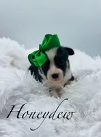 Honeydew, a female Pembroke Welsh Corgi for sale in Sarcoxie, MO – Photo 3 of 3