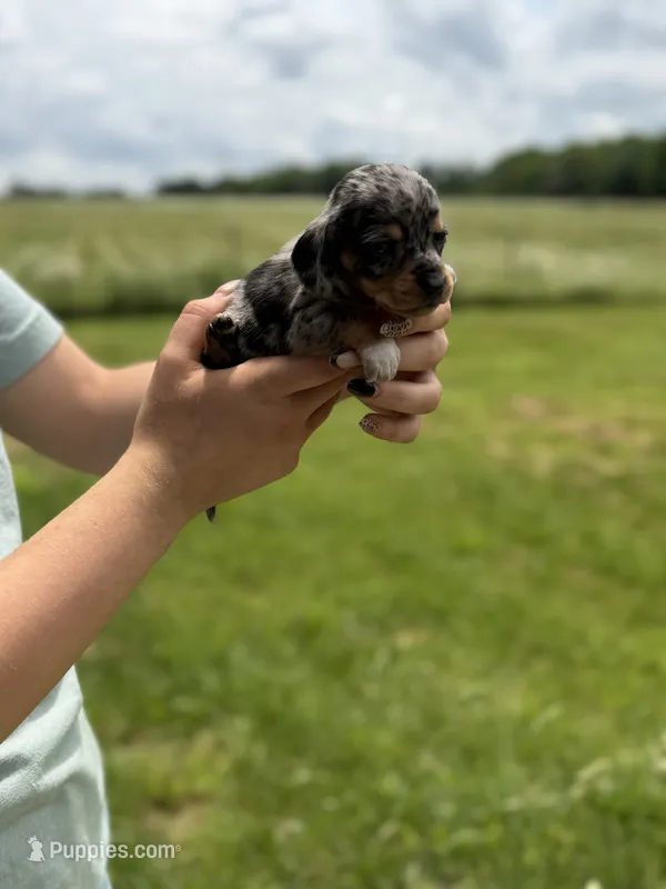 Boston, a female Miniature Dachshund for sale in Sarcoxie, MO – 1 of 3