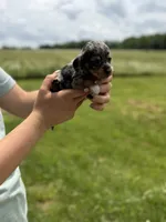 Boston, a female Miniature Dachshund for sale in Sarcoxie, MO – 1 of 3