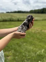 Boston, a female Miniature Dachshund for sale in Sarcoxie, MO – 2 of 3