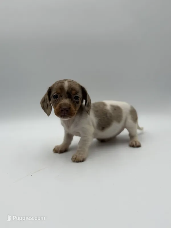Georgia – Miniature Dachshund puppy for sale in Sarcoxie, MO