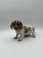 Georgia, a female Miniature Dachshund for sale in Sarcoxie, MO – 1 of 4