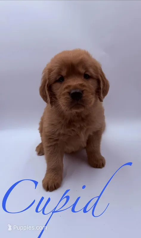 Cupid – Golden Retriever puppy for sale in Sarcoxie, MO