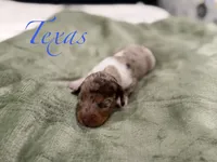 Texas , a male Miniature Dachshund for sale in Sarcoxie, MO – 1 of 1