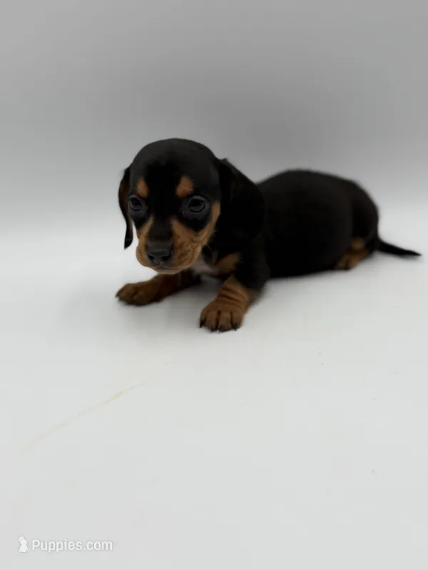 Nevada – Miniature Dachshund puppy for sale in Sarcoxie, MO