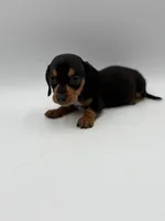 Nevada, a male Miniature Dachshund for sale in Sarcoxie, MO – 1 of 3