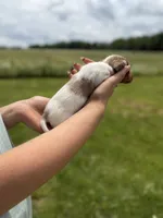 Georgia, a female Miniature Dachshund for sale in Sarcoxie, MO – 2 of 3