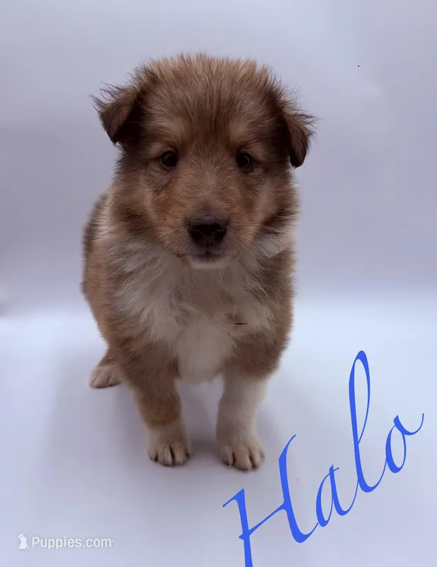 Halo – Collie puppy for sale in Sarcoxie, MO