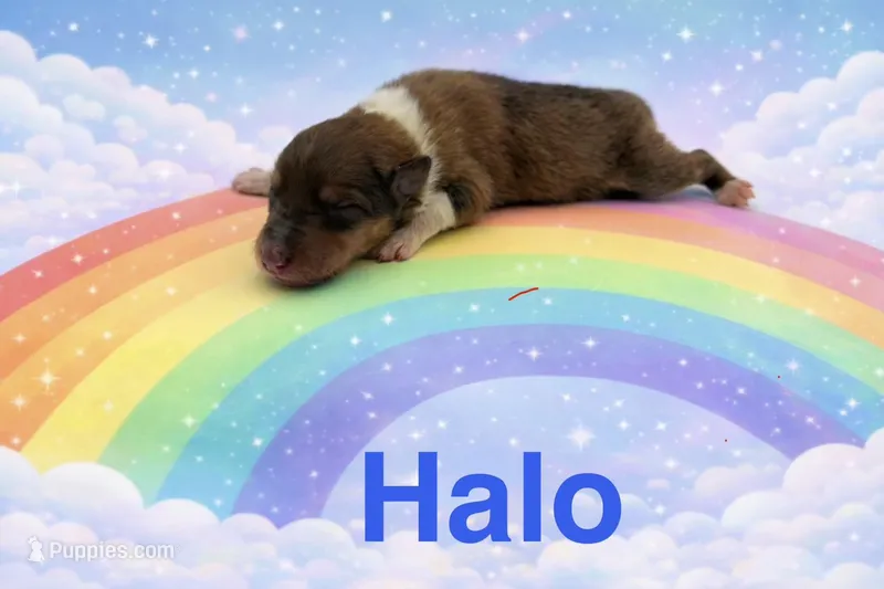 Halo