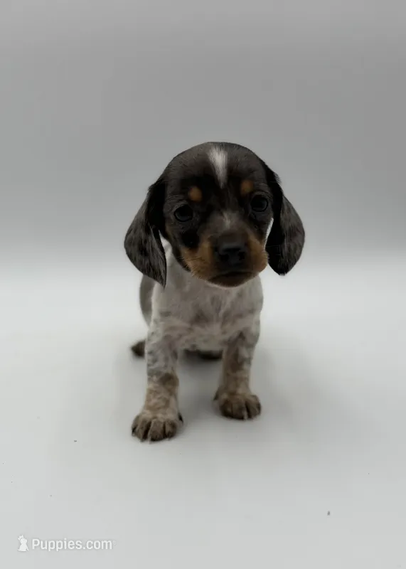 Alabama  – Miniature Dachshund puppy for sale in Sarcoxie, MO