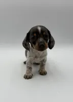 Alabama , a male Miniature Dachshund for sale in Sarcoxie, MO – 1 of 4